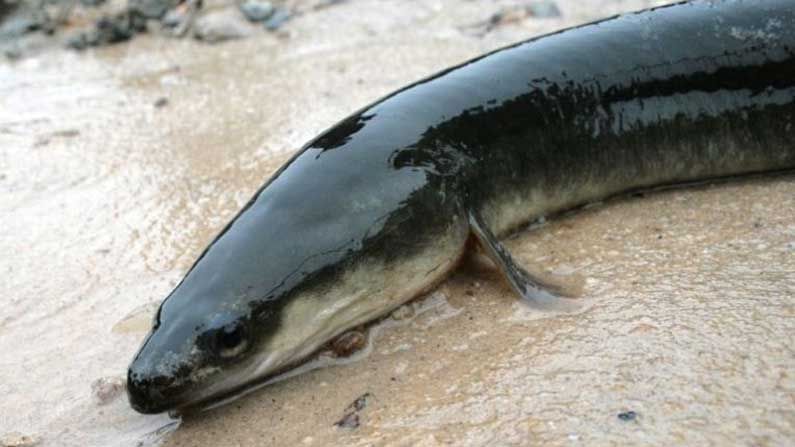 Rarest Fish: ఈ చేప ధ‌ర బంగారంతో స‌మానం.. దాని కూర చేయ‌డం నేర్చుకోడానికి ఒక జీవితం స‌రిపోద‌ట‌