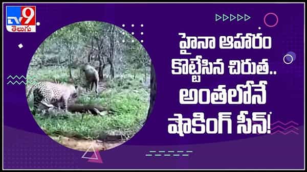 Leopard catch Hyena Viral Vieo:హైనా ఆహారం కొట్టేసిన చిరుత..అంతలోనే షాకింగ్ సీన్!వైరల్ అవుతున్న వీడియో.
