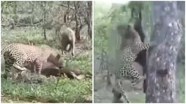 Viral Video: చిరుత ఎరను ఎత్తుకెళ్లింది.. హైనాకు చిర్రెత్తుకొచ్చింది.. అంతలోనే షాకింగ్ సీన్!