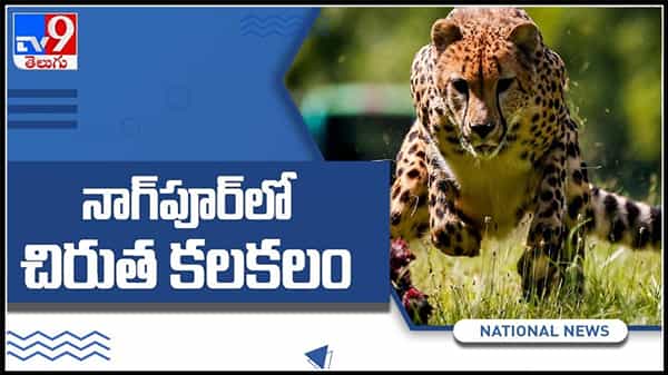 నాగ్ పూర్ లో చిరుత కలకలం స్థానికులను హడలెత్తిన చిరుత.వైరల్ గా మారిన వీడియో: Leopard spotted viral video.