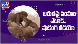 Viral Video: దొంగ అవతారమెత్తిన కాకి… డబ్బులు ఎత్తుకుపోతుంది… ( వీడియో )