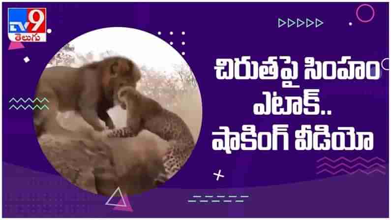 Lion Vs Leopard: చిరుతపై సింహం సాలిడ్ ఎటాక్... షాకింగ్ దృశ్యాలు.. వీడియో