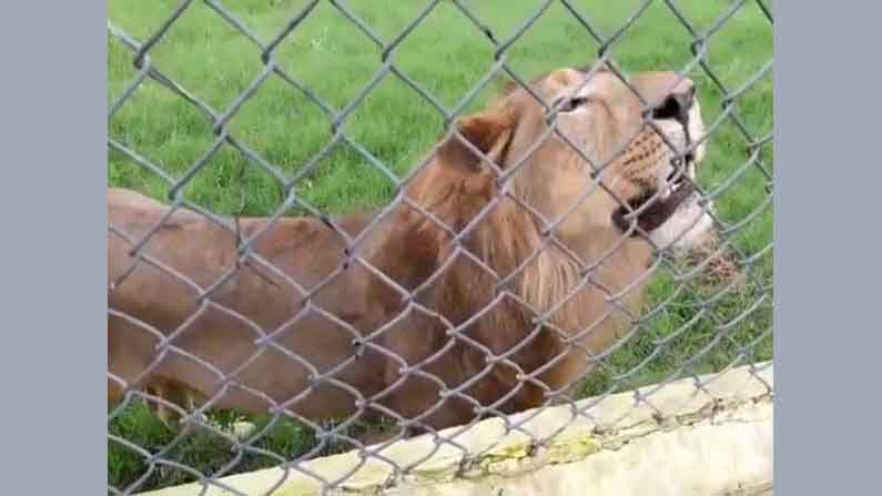 Corona for Lions: కరోనా బారిన పడిన సింహాలు..పరిస్థితి విషమం..సెలైన్ల ద్వారా ఆహారం!