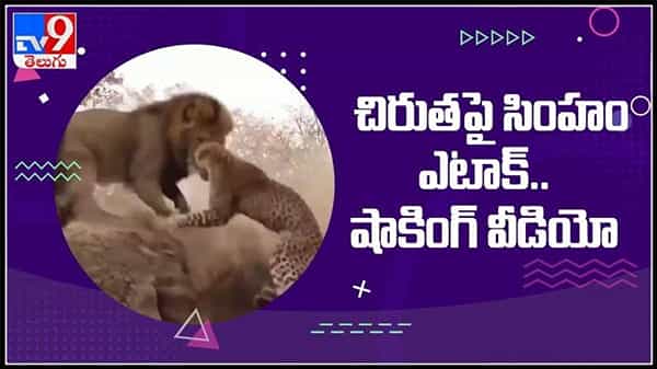 చిరుతపై సింహం ఎటాక్ షాకింగ్ వీడియో..వన్యప్రాణుల హోరా హోరి పోరులో గెలుపెవరిది..? Lion Vs Leopard fight viral video.