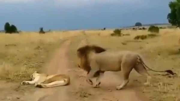 Viral Video : సింహమైనా, మనిషైనా భార్యకు భయపడాల్సిందే..! ఈ వీడియో చూస్తే అసలు విషయం మీకే తెలుస్తుంది..?
