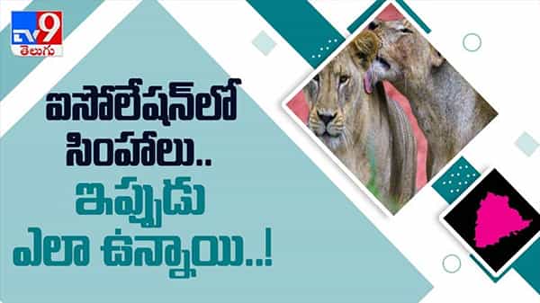 ఐసొలేషన్ లో సింహాలు ఇప్పుడు ఎలా ఉన్నాయి? జంతువులను సైతం వదలని కరోనా మహమ్మారి: Lions viral video.