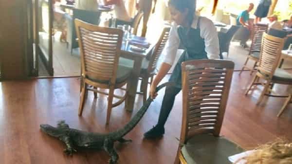 Viral News: రెస్టారెంట్లో రాకాసి బల్లి.. మహిళా వెయిటర్ చేసిన పనికి నెటిజన్లు ఫిదా..