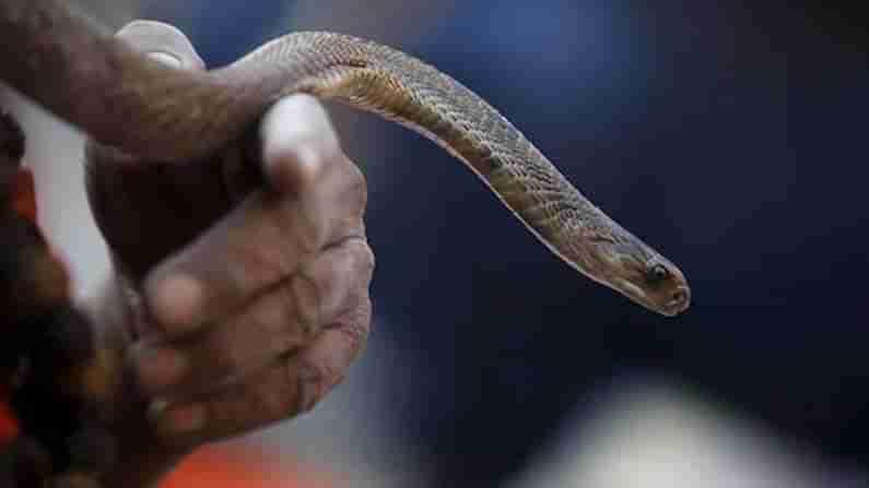 Man Chews Snake: కరోనాకు విరుగుడు అంటూ పామును నమిలిని తిన్న వ్యక్తి.. ఆ తరువాత ఏం జరిగిందంటే..