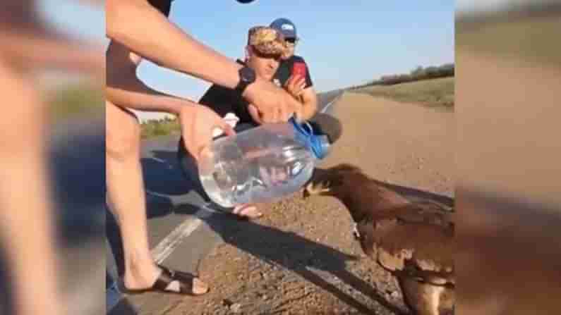 Viral Video: మండుటెండలో నడిరోడ్డుపై దాహంతో ఉన్న గద్దకు నీళ్లు అందించిన బాటసారులు.. నెటిజన్ల ప్రశంసలు