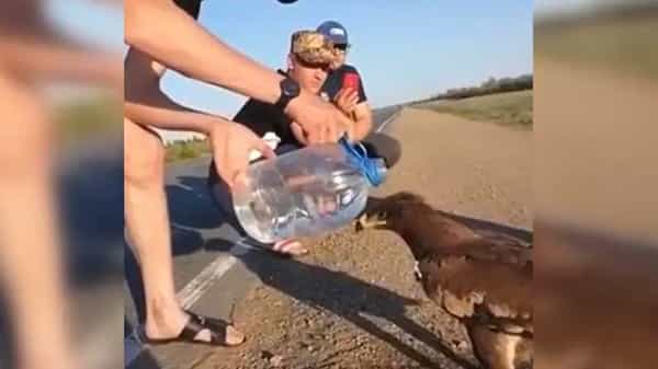 Viral Video: మండుటెండలో నడిరోడ్డుపై దాహంతో ఉన్న గద్దకు నీళ్లు అందించిన బాటసారులు.. నెటిజన్ల ప్రశంసలు