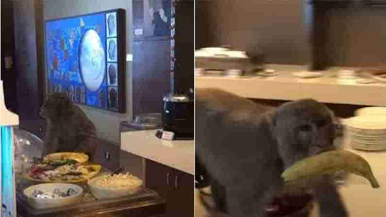 Monkey in Airport Lounge: విమానాశ్రయ లాంజ్ లో కోతి.. అది చేసిన పని చూస్తే మీరు నవ్వాపుకోలేరు..Viral Video