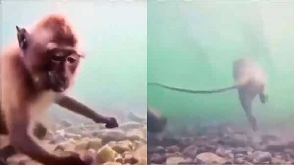 Viral: నీటిలో ఈత కొడుతోన్న కోతి.. వావ్ అంటున్న నెటిజన్లు.. వైరల్ అవుతున్న వీడియో.!