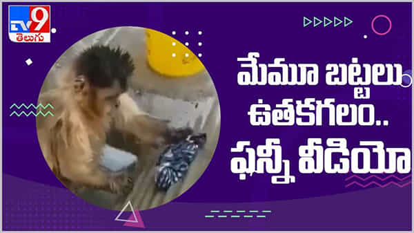 Viral Video: సబ్బు పెట్టి మేము బట్టలు ఉతకగలం...!! వానరం ఫన్నీ వీడియో...