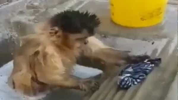 Viral Video: సబ్బు పెట్టి.. బ్రష్ తో రుద్ది మరీ బట్టలు ఉతుకుతున్న వానరం.. సోషల్ మీడియాలో ట్రెండింగ్