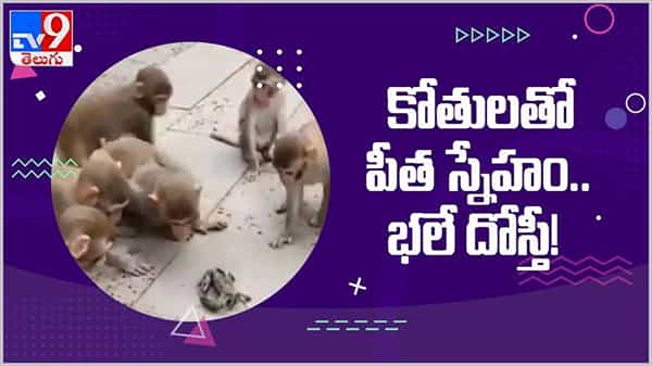 Viral Video: కోతులతో పీత స్నేహం.. భలే దోస్తి... ఆటాడేసుకున్న వానరాలు... ( వీడియో )