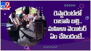 Viral News: జిరాఫీ పిల్ల తప్పటడుగులు.. మనసులను హత్తుకుంటున్న వీడియో.. నెటిజన్లు ఫిదా..