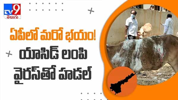 మూగజీవాలపై యాసిడ్ దాడి ..?ఏపీ లో మరో భయం! యాసిడ్ లంపి వైరస్ హడల్ వైరల్ వీడియో ...