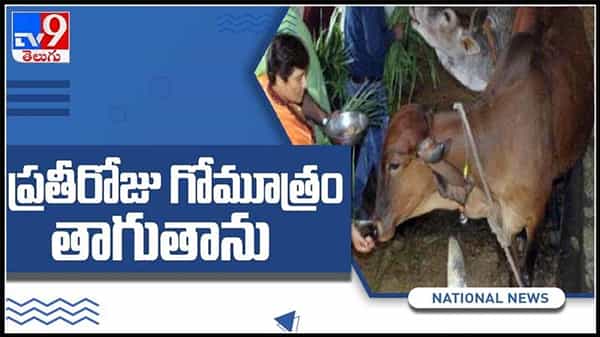 ప్రతిరోజు గోమూత్రం తాగుతాను..!బీజేపీ ఎంపీ ప్రగ్యా ఠాగుర్ సంచలన వ్యాఖ్యలు చేసారు..:BJP MP Pragya Takes cow urine video.