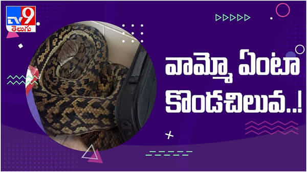Viral Video: ఆఫీసులో బుస బసలు.. అధికారులకు చుక్కల చూపించిన కొండచిలువ..!! ( వీడియో )
