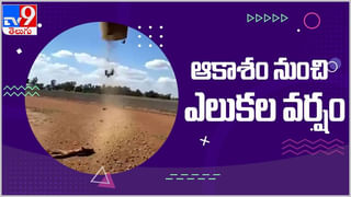 Viral Video: ఏనుగులా మారిన కుక్కపిల్ల… నెట్టింట వైరల్‏గా మారిన వీడియో…