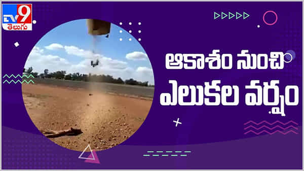 Viral Video: ఆకాశం నుంచి ఎలుకల వర్షం వట్టి భ్రమేనా..?? అసలు విషయమేమిటంటే... ( వీడియో )