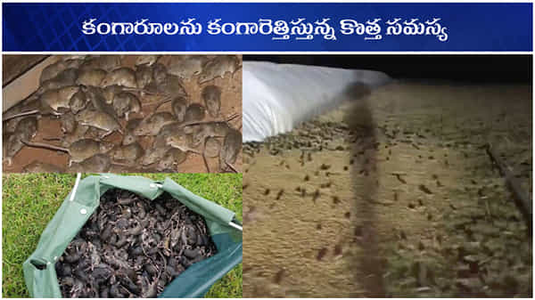 AUSTRALIA PROBLEM: కంగారూలను కంగారెత్తిస్తున్న కొత్త సమస్య.. సాయం కోసం భారత్వైపు చూస్తున్న ఆస్ట్రేలియా