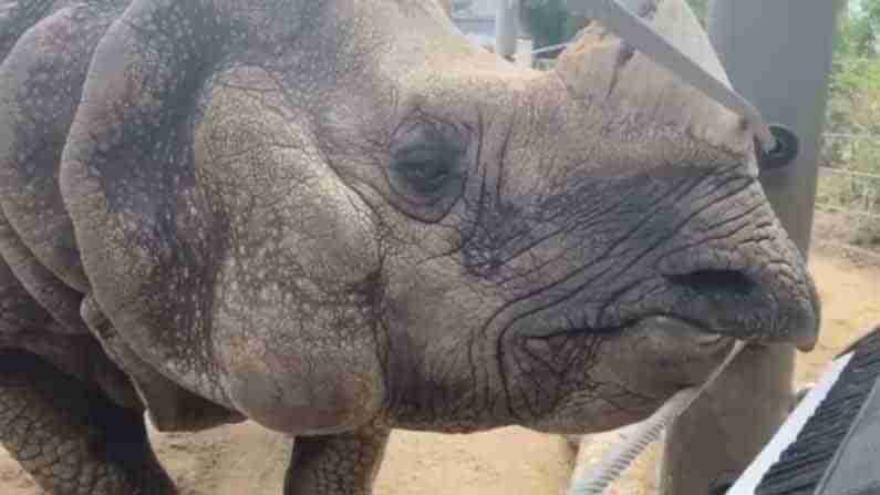 Rhino Birthday Celebrations: తన పన్నెండో పుట్టినరోజుకి కీబోర్డు ప్లే చేస్తూ సందడి చేసిన ఖడ్గమృగం బంధు Video Viral