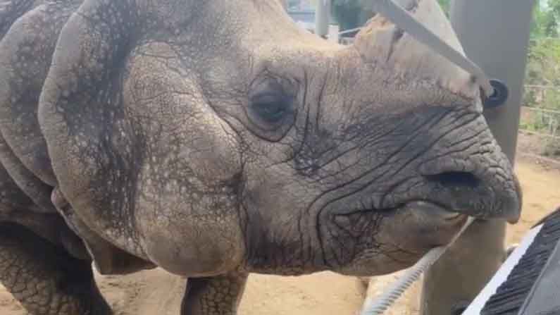 Rhino Birthday Celebrations: తన పన్నెండో పుట్టినరోజుకి కీబోర్డు ప్లే చేస్తూ సందడి చేసిన ఖడ్గమృగం 'బంధు' Video Viral