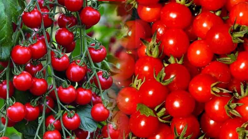 Ripening of Tomato: టమోటాలు ఎర్రగా పండటానికి కారణమైన కొత్త జన్యువును కనుగొన్న శాస్త్రవేత్తలు