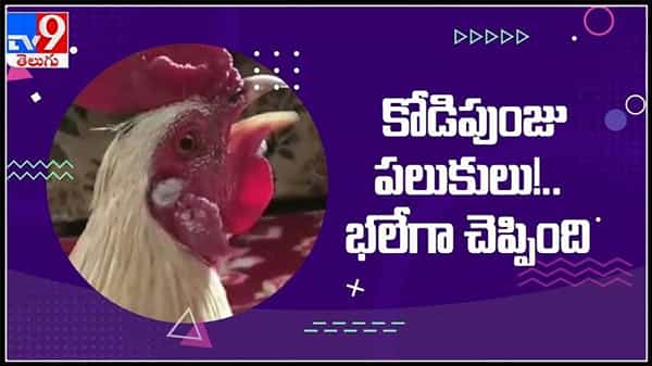అల్లాహ్ అంటూ నమాజ్ పఠిస్తోన్న కోడిపుంజు.. కోడిపుంజు పలుకులు భలేగా చెప్పింది వైరల్ అవుతున్న వీడియో : Rooster shouted-allah video.