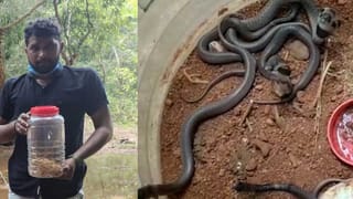 Viral News: నాగుపాముకి నోటితో ఆక్సిజన్​.. కొనఊపిరితో ఉన్న స‌ర్పానికి మళ్లీ ప్రాణం పోసిన వ్య‌క్తి