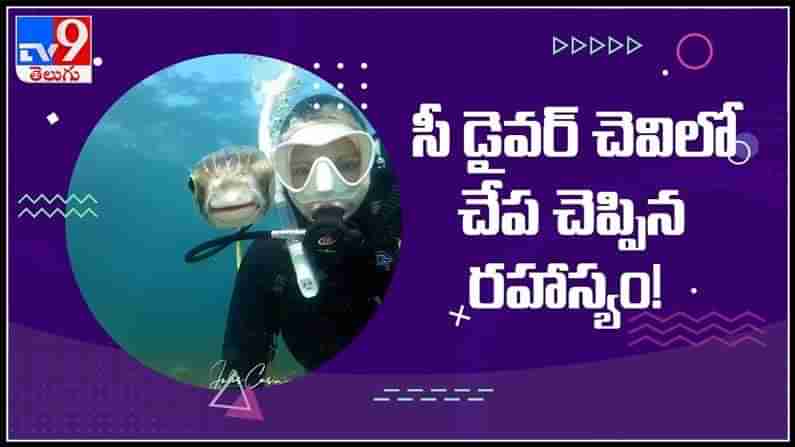 సీ డ్రైవర్ చెవిలో చేప చెప్పిన రహస్యం ఏంటో తెలుసా వైరల్ అవుతున్న వీడియో..: See Driver Video