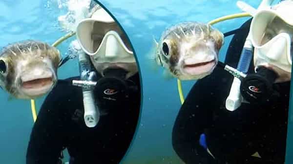 Selfie with Pufferfish: చేపతో డైవింగ్ పాప సెల్ఫీ వీడియో.. సోషల్ మీడియాలో చేస్తోంది హంగామా..మీరూ చూసేయండి మరి!