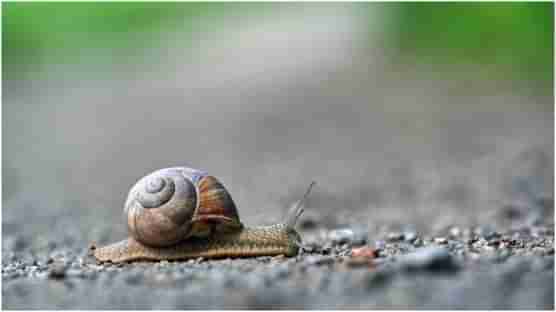 Snail Slime Soap: నత్తల జిగురుతో సబ్బుల తయారీ... అక్కడ వీటికి విపరీతమైన క్రేజ్