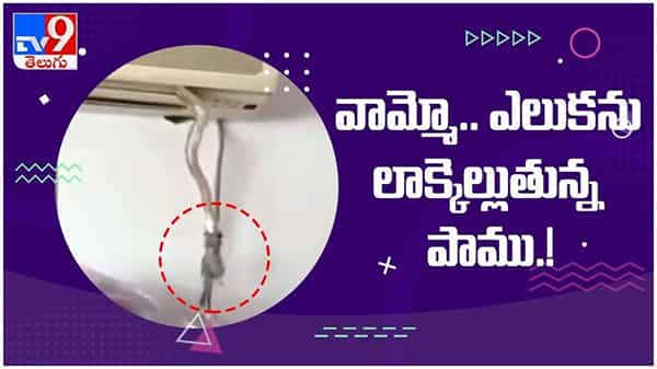 Viral Video: ఏసీ యూనిట్ లో నుండి ఎలుకను లాక్కెళ్తున్న పాము... ( వీడియో )