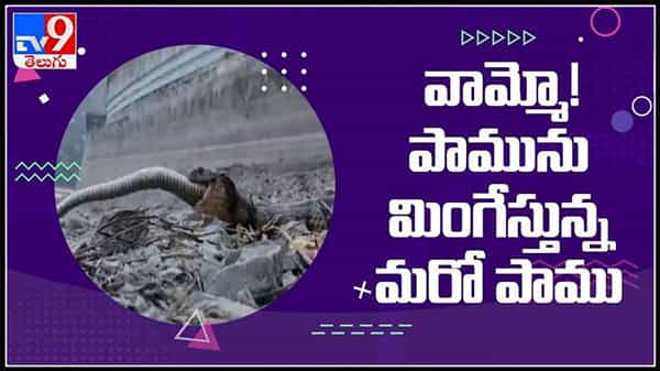 ఒక పాము మరో పామును తినడం ఎప్పుడు అయినా చూసారా ..? అయితే ఈ వీడియోలు చుడండి.: Snake eats another snake video.