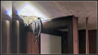 విమానంలో గబ్బిలం కలకలం..!! ఢిల్లీకి తిరిగొచ్చిన ఎయిరిండియా విమానం.. ( వీడియో )