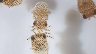 Mushrooms on Mars : అంగారక గ్రహంపై పుట్ట గొడుగులు..! నాసా పంపిన ఫొటోలలో కనిపించేవి అవేనా..? అయోమయంలో శాస్త్రవేత్తలు