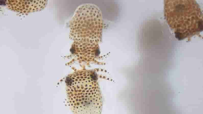 SPACEX : అంతరిక్షంలోకి సూక్ష్మ జంతువులు..! జూన్ 3న ప్రయోగించే స్పేస్ఎక్స్ ద్వారా తరలింపు..