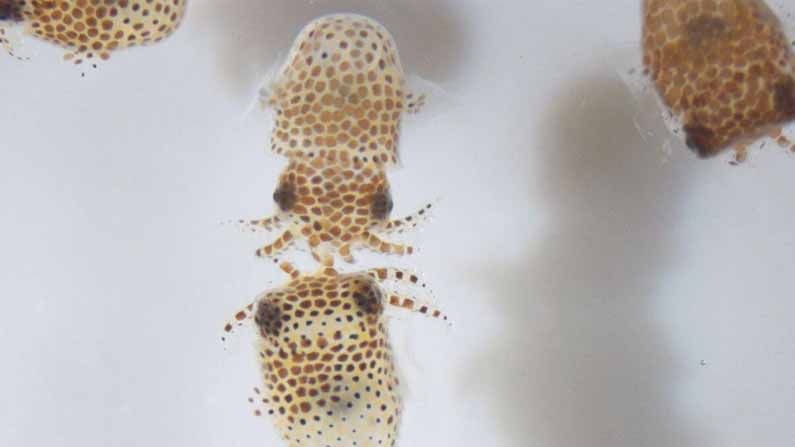 SPACEX : అంతరిక్షంలోకి సూక్ష్మ జంతువులు..! జూన్ 3న ప్రయోగించే స్పేస్‌ఎక్స్ ద్వారా తరలింపు..