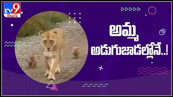 తల్లి సింహాన్ని ఫాలో అవుతున్న పిల్ల సింహాలు.. అమ్మ అడుగుజాడల్లోనే అంటూ కామెంట్ల వర్షం..ట్రెండ్ అవుతున్న వీడియో ..:lion viral video.