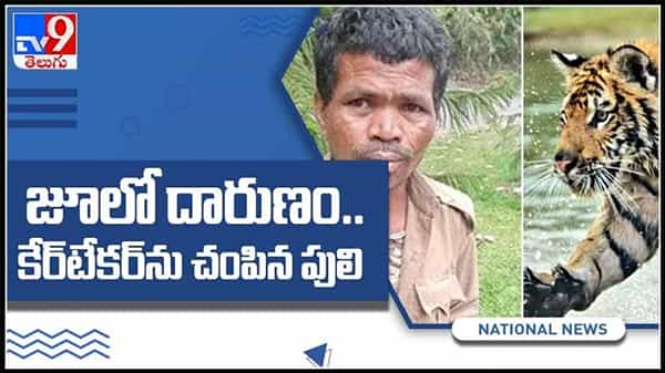 జూ సిబ్బందిని చంపేసిన రాయల్ బెంగాల్ టైగర్.. జూలో దారుణం కేర్ టేకర్ ను చంపిన వైనం వీడియో వైరల్..: Viral video.