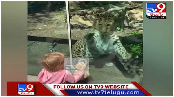 Viral Video: పులిని పిల్లి అనుకున్న చిన్నారి...!! వైరల్‏గా మారిన వీడియో...