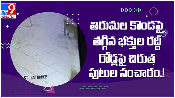 Tirumala: తిరుమలలో చిరుత సంచారం... సీసీటీవీలో షాకింగ్ దృశ్యాలు... ( వీడియో )