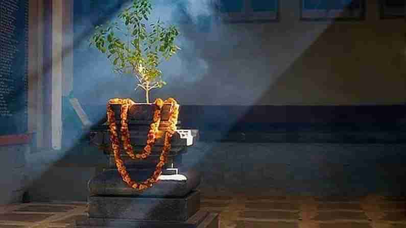 Significance of Tulsi: మీ తులసి చెట్టు మారే స్థితిని బట్టి ఇంట్లో ఎలాంటి మార్పులు జరుగుతాయో తెలుసుకోండి..