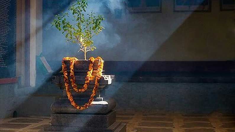 Significance of Tulsi: మీ తులసి చెట్టు మారే స్థితిని బట్టి ఇంట్లో ఎలాంటి మార్పులు జరుగుతాయో తెలుసుకోండి..