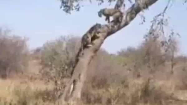 Viral Video : రెండు చిరుత పులుల మధ్య భీకర యుద్దం..! అదీ చెట్టుపై నుంచి.. మీరు ఓ లుక్కేయండి..