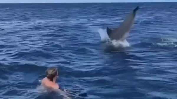 Viral Video: డైవింగ్ నేర్పుతున్న డాల్ఫిన్.. ఫిదా అవుతున్న నెటిజన్లు.. వైరల్ వీడియో..