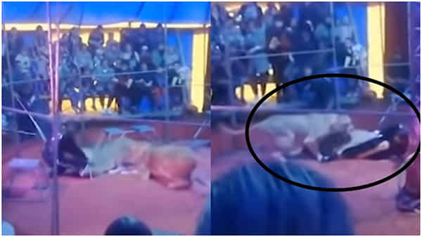 Viral Video: సర్కస్ ట్రైనర్పై సింహాల మెరుపు దాడి.. గగుర్పొడిచే దృశ్యాలు.. వైరల్ వీడియో.!