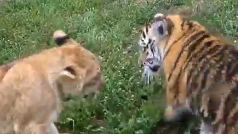 Lion vs Tiger Viral Video: లయన్ వర్సెస్ టైగర్.. వారెవ్వా ఎంత చూడముచ్చటగా ఉన్నాయో..!